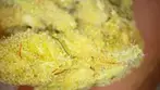 TROPICANA GOLD | Sundial, HYTN, 4C Labs & Xeal Pharma | PART 2 of 2