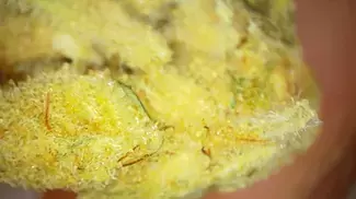 TROPICANA GOLD | Sundial, HYTN, 4C Labs & Xeal Pharma | PART 2 of 2