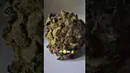 Hexacan - Wedding Sunset 25% THC (UK Medical Cannabis Prescription)