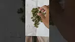 Zookies by Find Pharma, from Mamedica