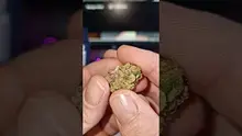 Green Script Reviews Video Thumbnail