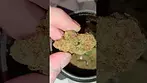 Gorilla Kush by BNM #uk #alternaleaf #bignastie