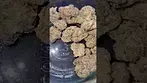 Green Karat - Pave S1 29%