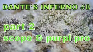 Canada Craft Dante's Inferno #8 Part 2: SCOPE & PURPL PRO RESULTS