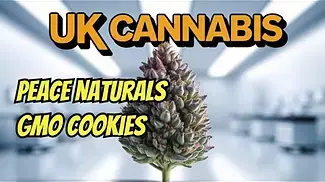 Peace naturals gmo cookies uk medical cannabis