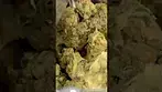 APPLES & GAS T27 NUGS 1 | Apple or Gas?  #Shorts  #ukmedicalcannabis #cannabiseducation #ukmedical