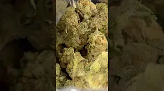 APPLES & GAS T27 NUGS 1 | Apple or Gas?  #Shorts  #ukmedicalcannabis #cannabiseducation #ukmedical