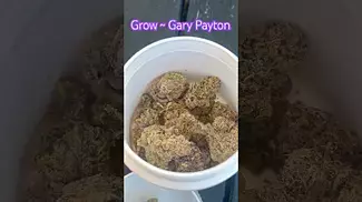 Grow ~ Gary Payton (22%) Info in description