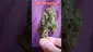 Video Thumbnail: Good Marijuana Strains