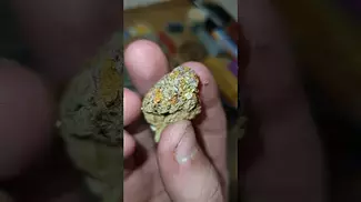 my New Medical Cannabis prescription UK #medicalcannabis