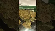 Smoking Through the Jungle Ready for the Rumble Video Thumbnail
