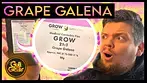 GROW Grape Gelena Review 