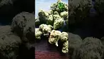What can i say about this one ??  Big Narstie, Papaya Bantz - smalls, 26% Indica hybrid