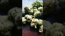 VIP THC Video Thumbnail