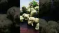 Video Thumbnail: VIP THC
