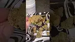 Craft Botanics  - Gelonade  (gelato 41 x lemon tree)