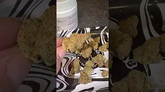 Craft Botanics  - Gelonade  (gelato 41 x lemon tree)