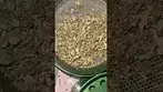 Gelato Orange Cake 28% by Lots 420 Came Out 10/10