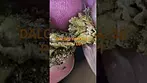 DALGETY HSAL30 PULL TEST. This medical Flower is not freeze dried and is cured slow naturally.