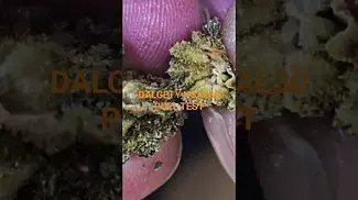 DALGETY HSAL30 PULL TEST. This medical Flower is not freeze dried and is cured slow naturally.