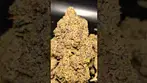 CRAFT BOTANICS SLURRICANE  MIMOSA (UK PRESCRIPTION MEDICATION)