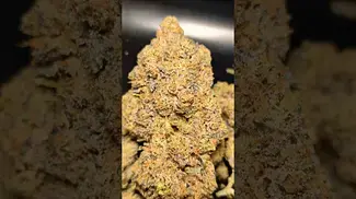 CRAFT BOTANICS SLURRICANE  MIMOSA (UK PRESCRIPTION MEDICATION)