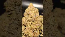 PrescribedBouquet Video Thumbnail