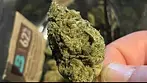 Green karat T29 supreme diesel REVIEW