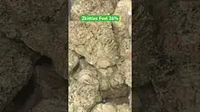 BabyzBudz Video Thumbnail