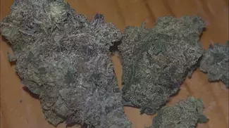  LOT420 Orange Cake (AAAA) Strain Review 