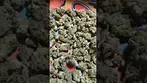 NOIDECS Gorilla Glue 4 (UK PRESCRIPTION MEDICATION)