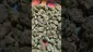 Video Thumbnail: PrescribedBouquet
