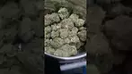 UPSTATE GrG T29 Gorilla Celatape Azztecmedia Reviews #UK #medical #medicalcannabiscommunity #review