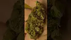 BC Green HGH T28-T30 Heavy Gas Hitter Medical Cannabis Flower #gezmo78  #bcgreens