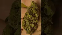 Gezmo 78 Video Thumbnail
