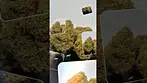  Zs up | Cali X Zkittlez | UK Medical Cannabis #medicalcannabis #cannabiseducation