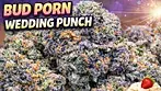 Wedding punch by Headstone bud porn