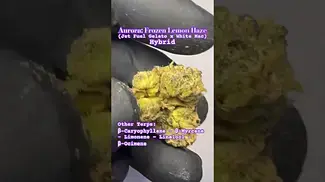 Aurora: Frozen Lemon Haze (A closer look & Terp breakdown)