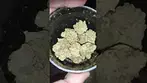 New delivery from CB1 Medical
