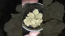 THC BUNNY Video Thumbnail