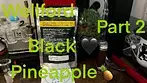 Part 2 Wellford  Luma BPI T28 Black Pineapple Medical Cannabis Flower
