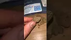 LA kush Cake UK Medical Cannabis By Curaleaf shorts ukmedical