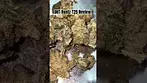 OHT Runt T25 Review #ukmedicalcannabis #medicalcannabis