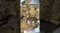 Video Thumbnail: LoudConnoisseur