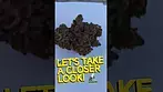 BC Green Scotti's Cake Medical Cannabis The flower