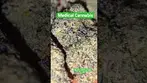 Real Smooth, Real Icy - FLF by AAAA LOT420 #cannabiscommunity #medicalcannabis #weedchannel #420