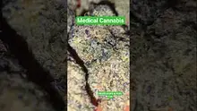 Big Bud Reviews Video Thumbnail