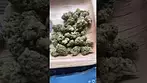 Legal medical high silver-curaleaf 21%thc 1%cbd #medicated #ukmedicine #mensmentalhealth #Curaleaf