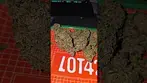 High Greens Atomic Slurricane UK Medical Flower First Impressions