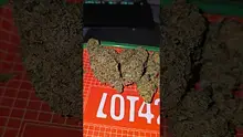 Eazypax420 Video Thumbnail